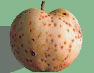 Підшкірну плямистість у яблук на зберіганні може спричинити надмірне підживлення азотом і калієм